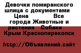 Девочки помиранского шпица с документами › Цена ­ 23 000 - Все города Животные и растения » Собаки   . Крым,Красноперекопск